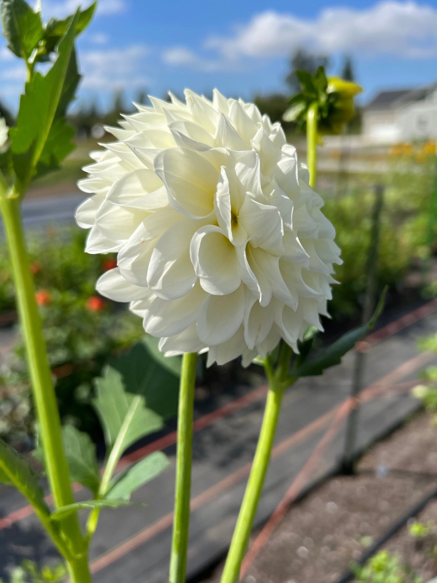Brookside Snowball