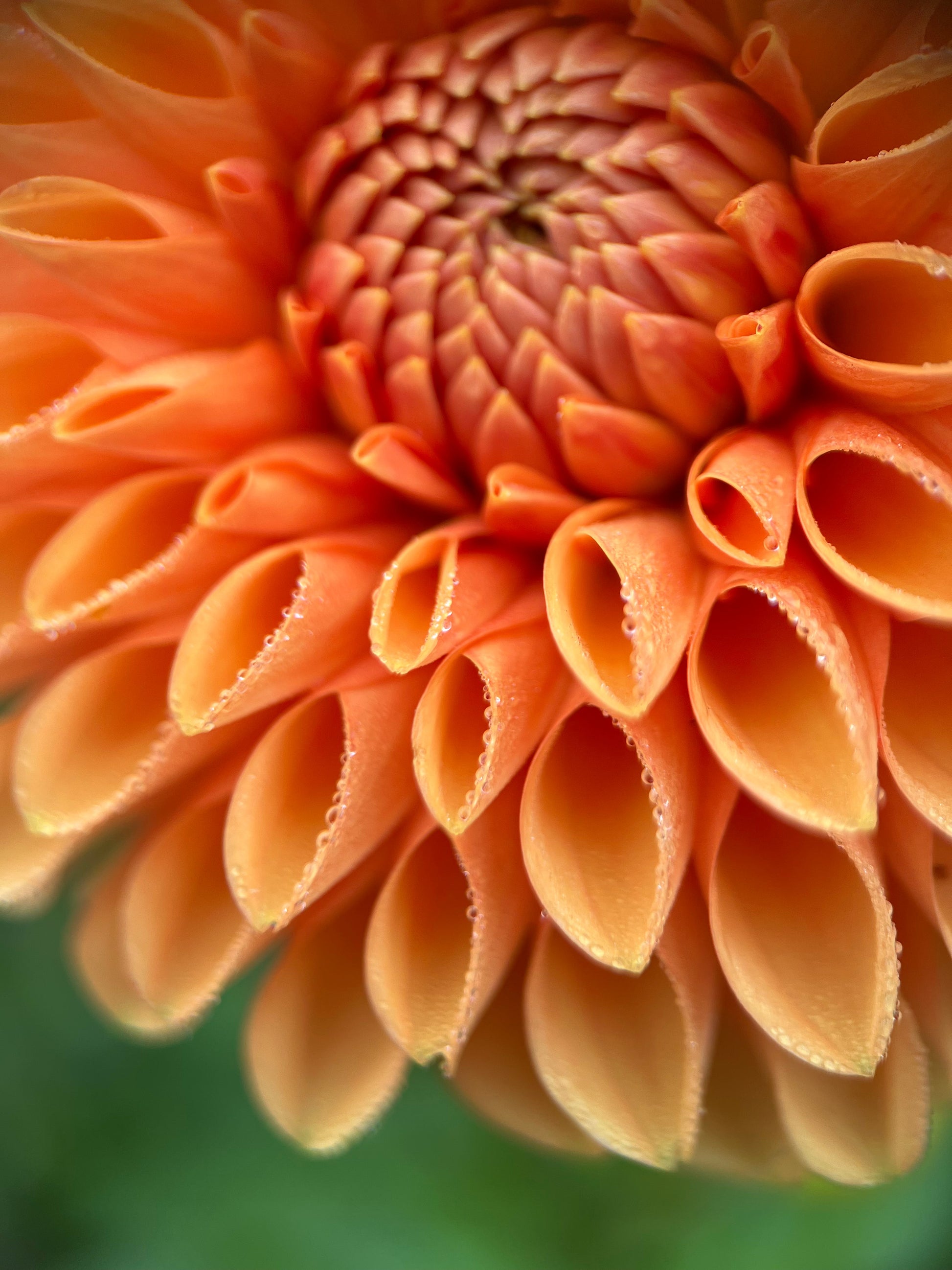 maarn also known as sylvia dahlia