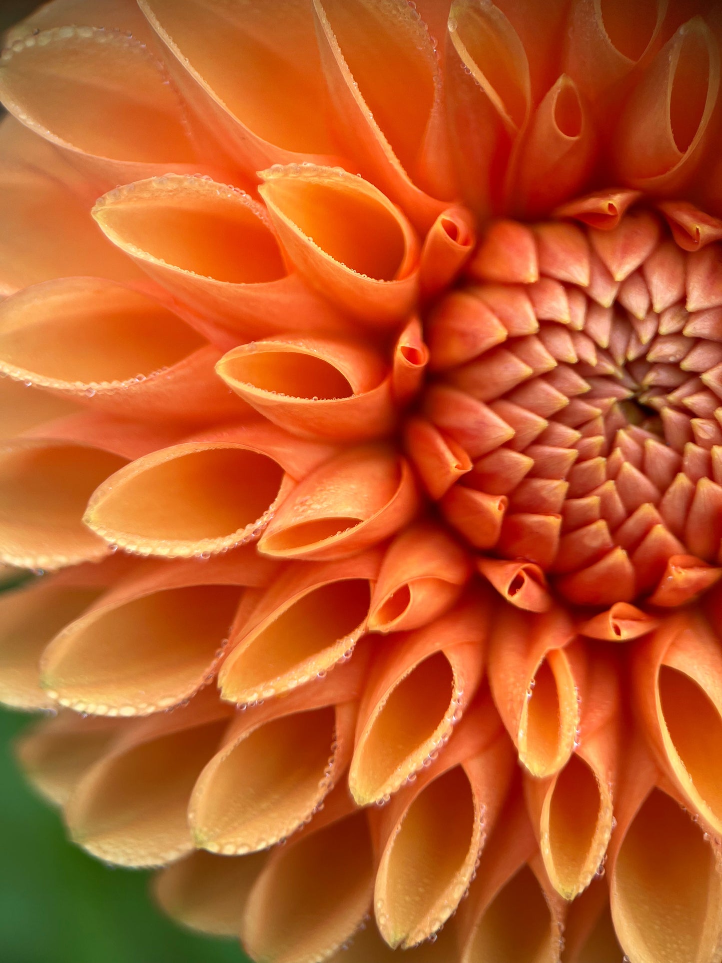 maarn dahlia tuber bulb flower