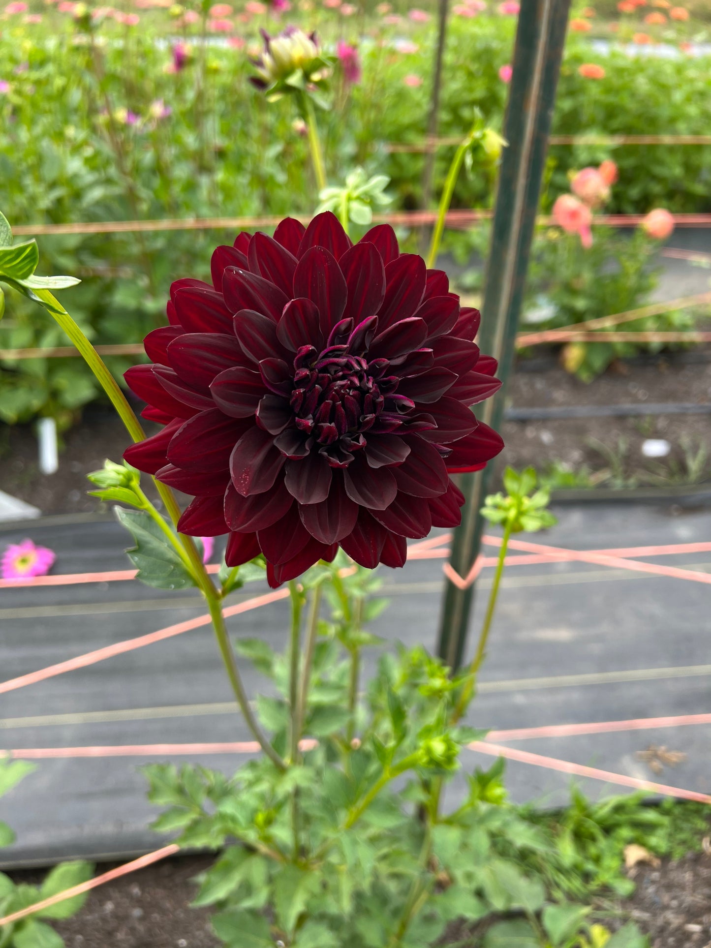 Hollyhill Black Beauty