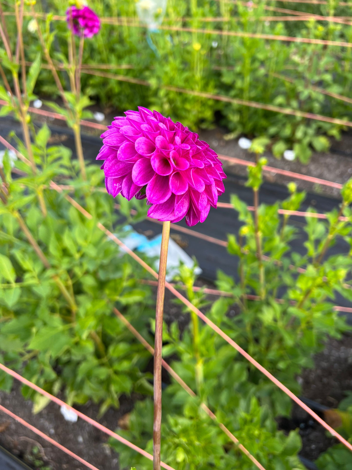 Robann Royal