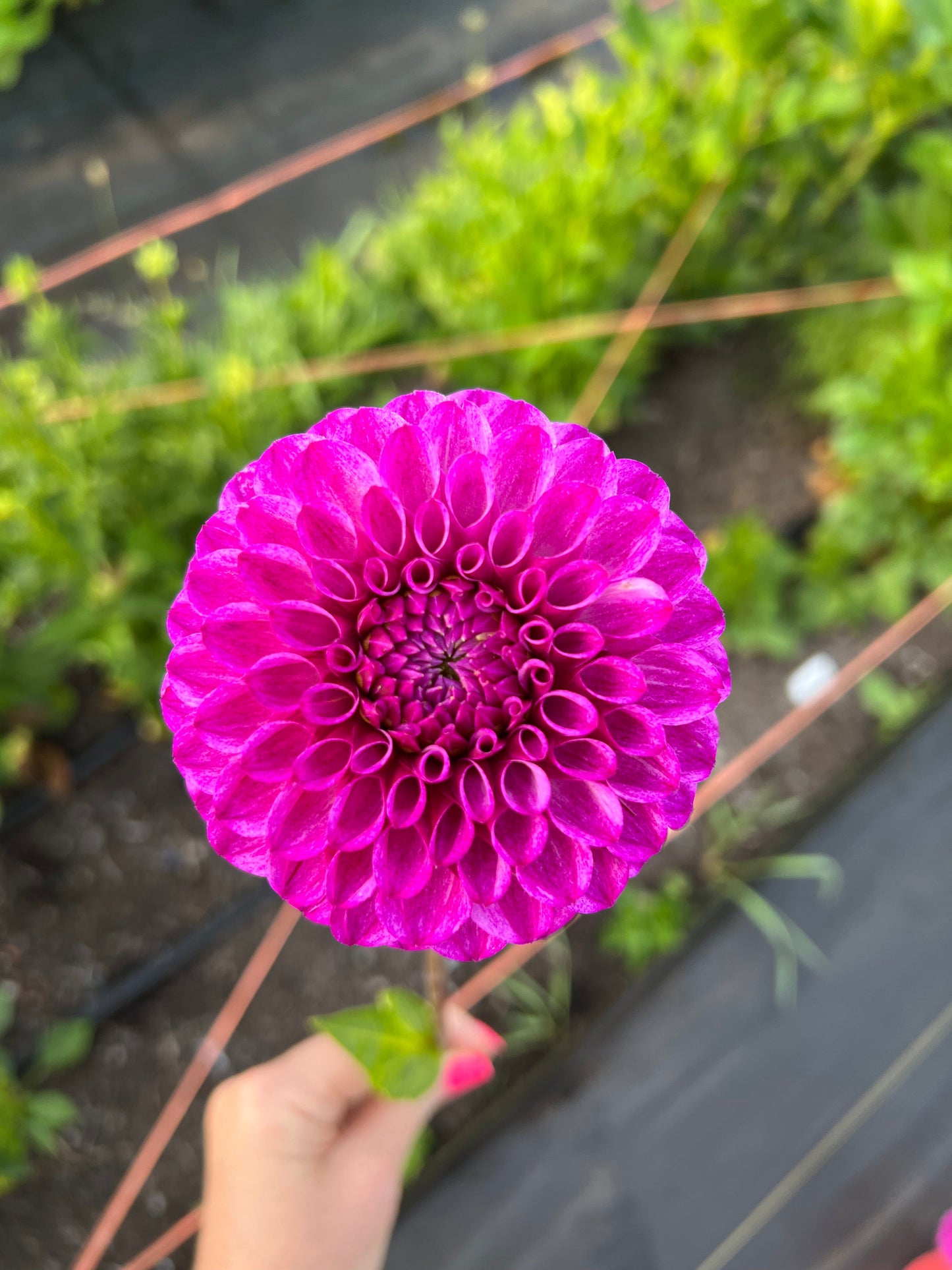 Robann Royal