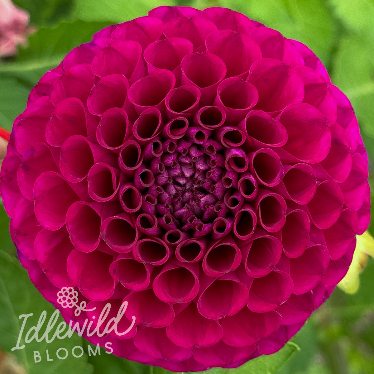 Irish Blackberry dahlia tuber, Irish Blackberry dahlia bulb, Irish Blackberry dahlia flower