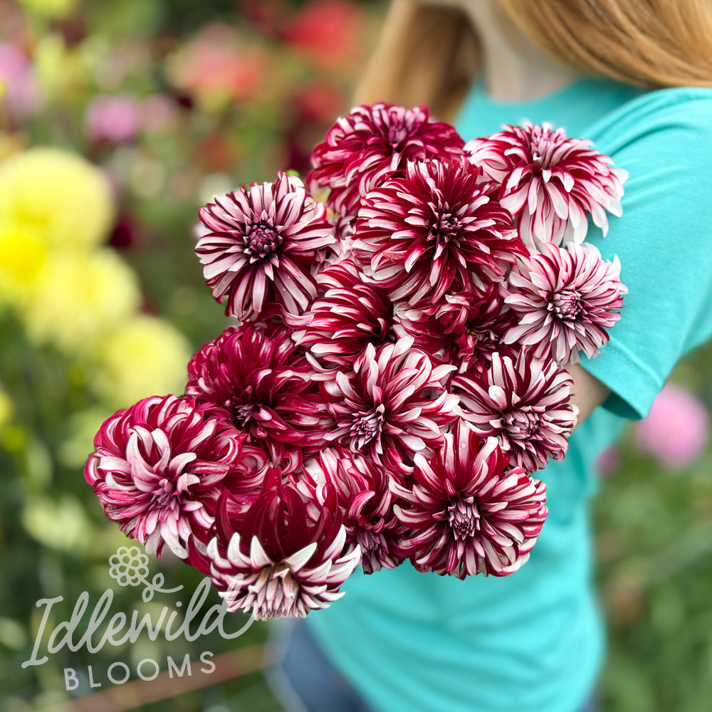 Irish Blackhart dahlia bouquet, Irish Blackhart dahlia tubers, Irish Blackhart dahlia bulbs