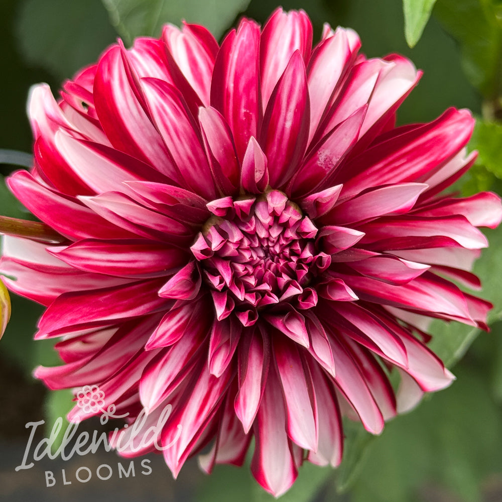 Irish Blackhart dahlia tuber, Irish Blackhart dahlia flower, Irish Blackhart dahlia bulb