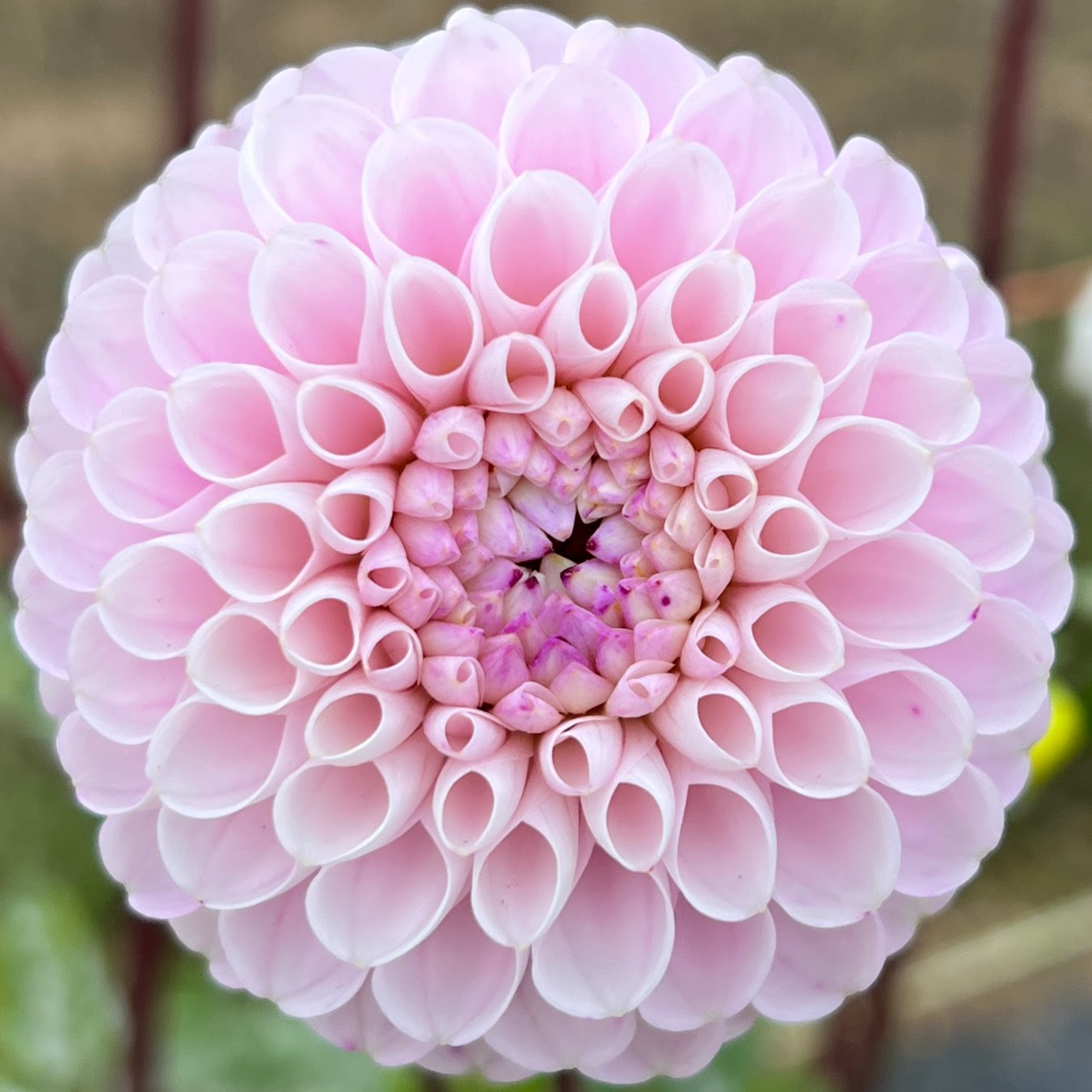 Irish Candy dahlia tuber, Irish Candy dahlia bulb, Irish Candy dahlia flower