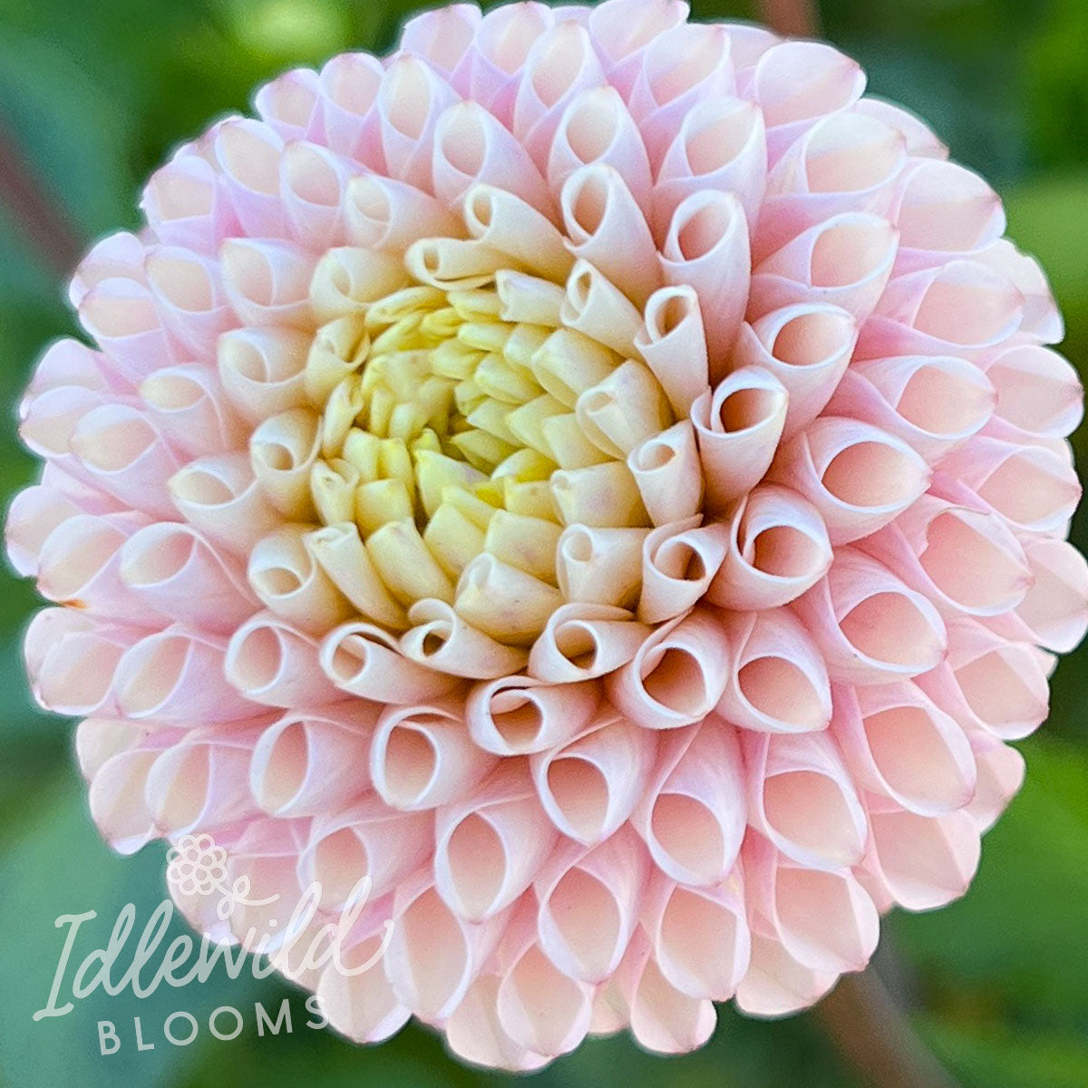 Irish D Porter dahlia tuber, Irish D Porter dahlia bulb, Irish D Porter dahlia flower