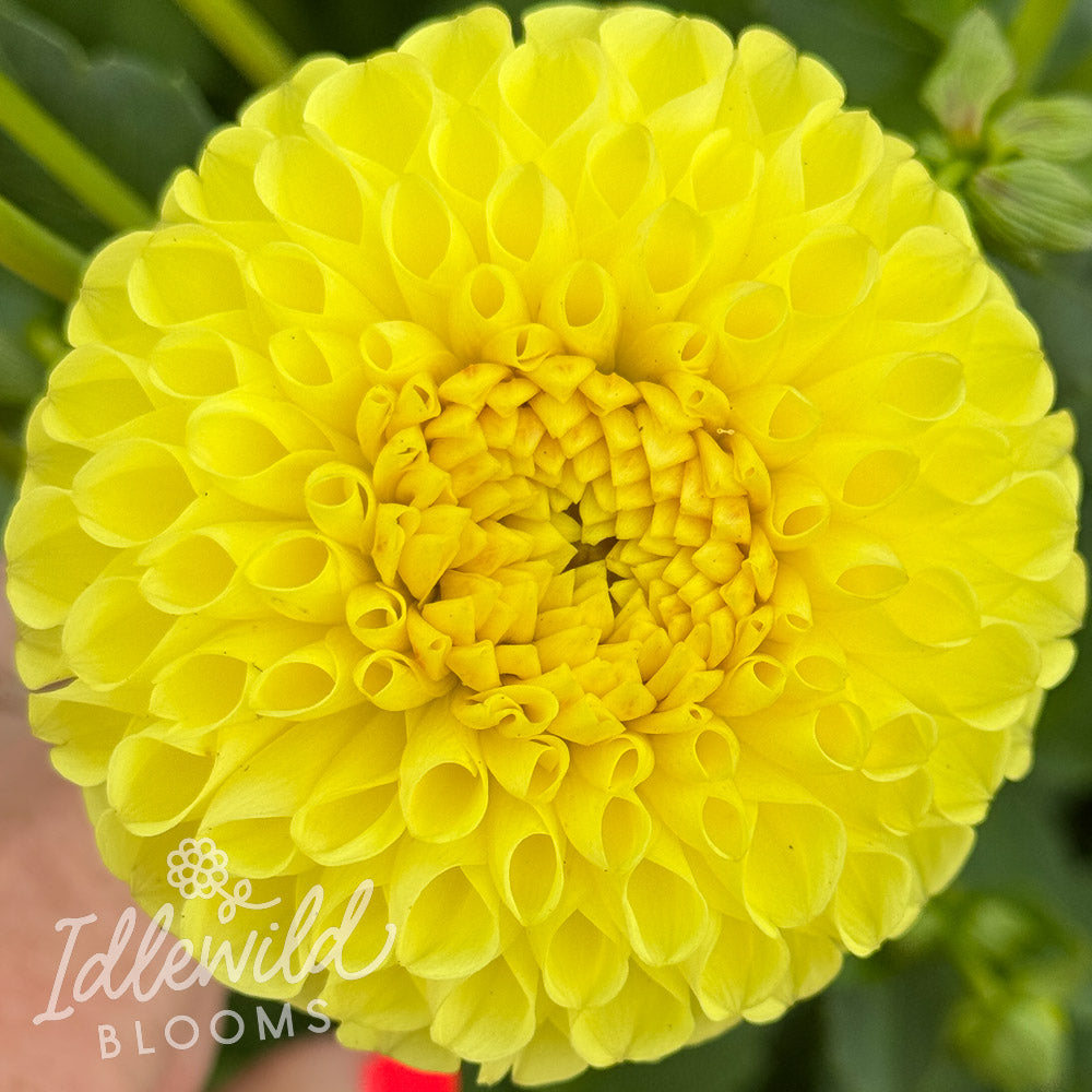 Irish Delight dahlia tuber, Irish Delight dahlia flower, Irish Delight dahlia bulb