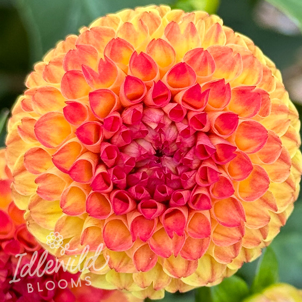 Irish Embers dahlia tuber, Irish Embers dahlia flower, Irish Embers dahlia bulb