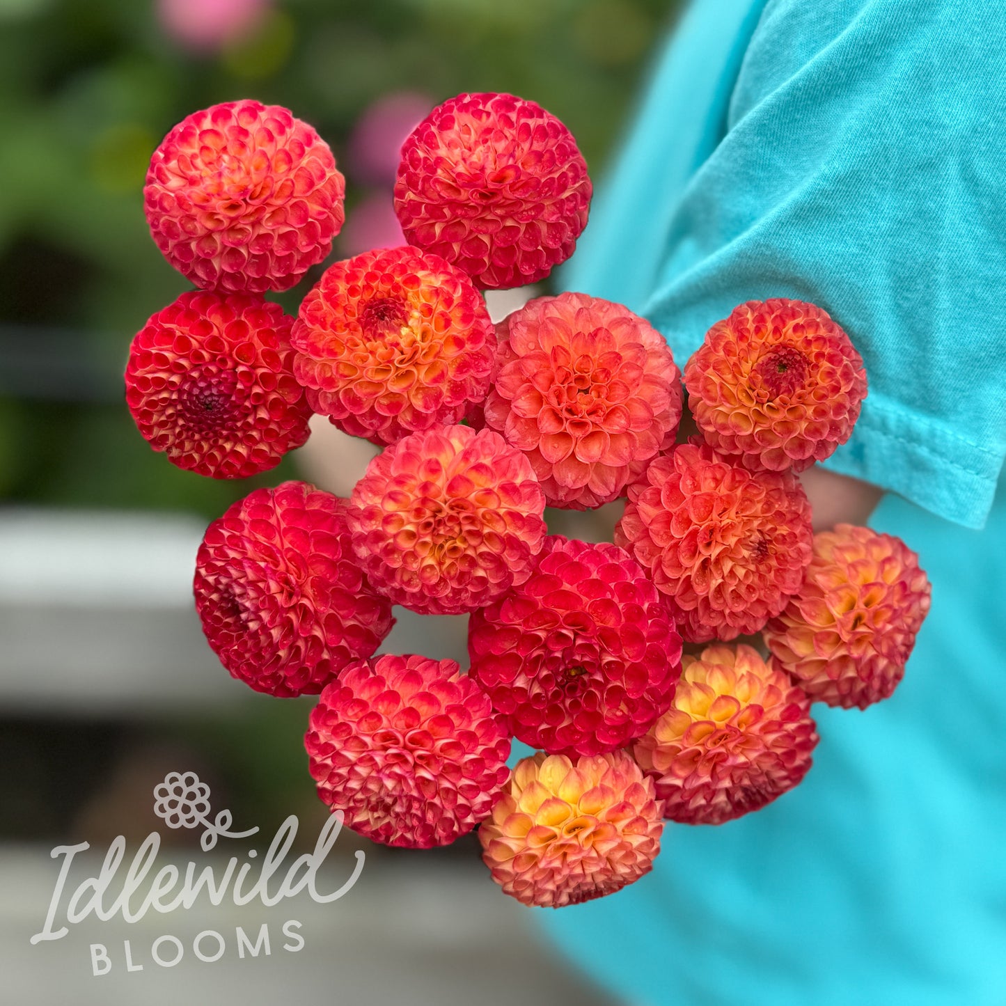 Irish Embers dahlia tubers, Irish Embers dahlia bouquet, Irish Embers dahlia bulbs