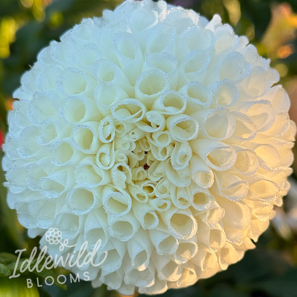 Irish Erin dahlia tuber, Irish Erin dahlia flower, Irish Erin dahlia bulb