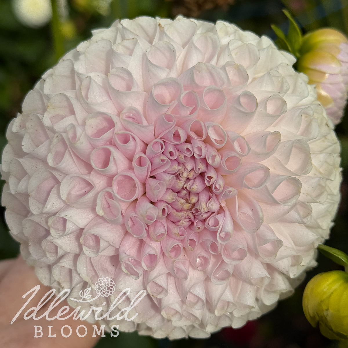 Irish Erin dahlia tubers. This white, ball, over 3.5" dahlia was introduced by Steve & Sandy Boley in 2024.