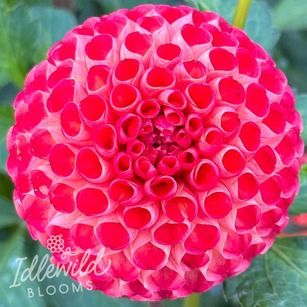 Irish Glow dahlia tuber, Irish Glow dahlia flower, Irish Glow dahlia bulb