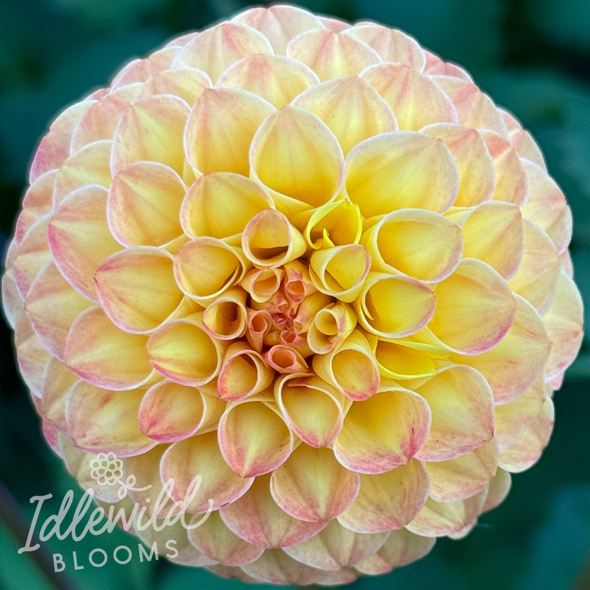 Irish Gnome dahlia tuber, Irish Gnome dahlia flower, Irish Gnome dahlia bulb
