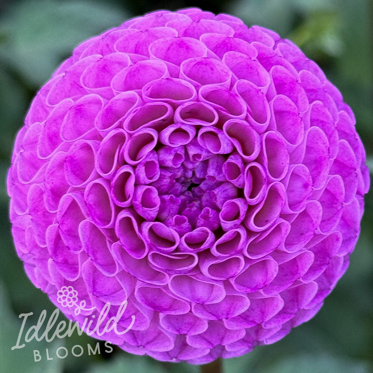 Irish Imp dahlia tuber, Irish Imp dahlia flower, Irish Imp dahlia bulb