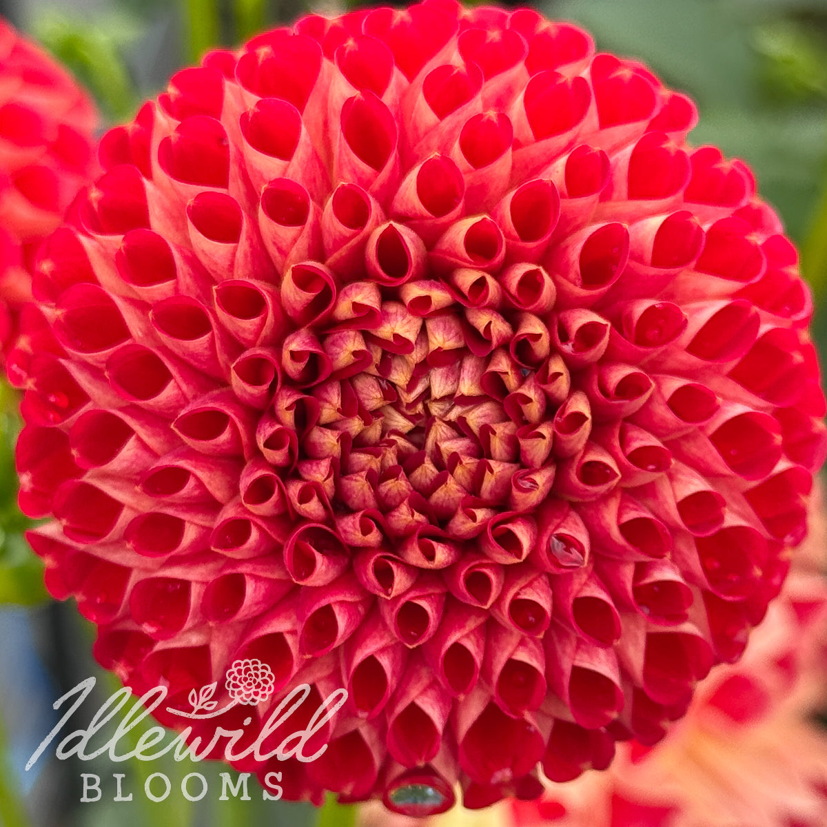 Irish Lil Red dahlia tuber, Irish Lil Red dahlia flower, Irish Lil Red dahlia bulb
