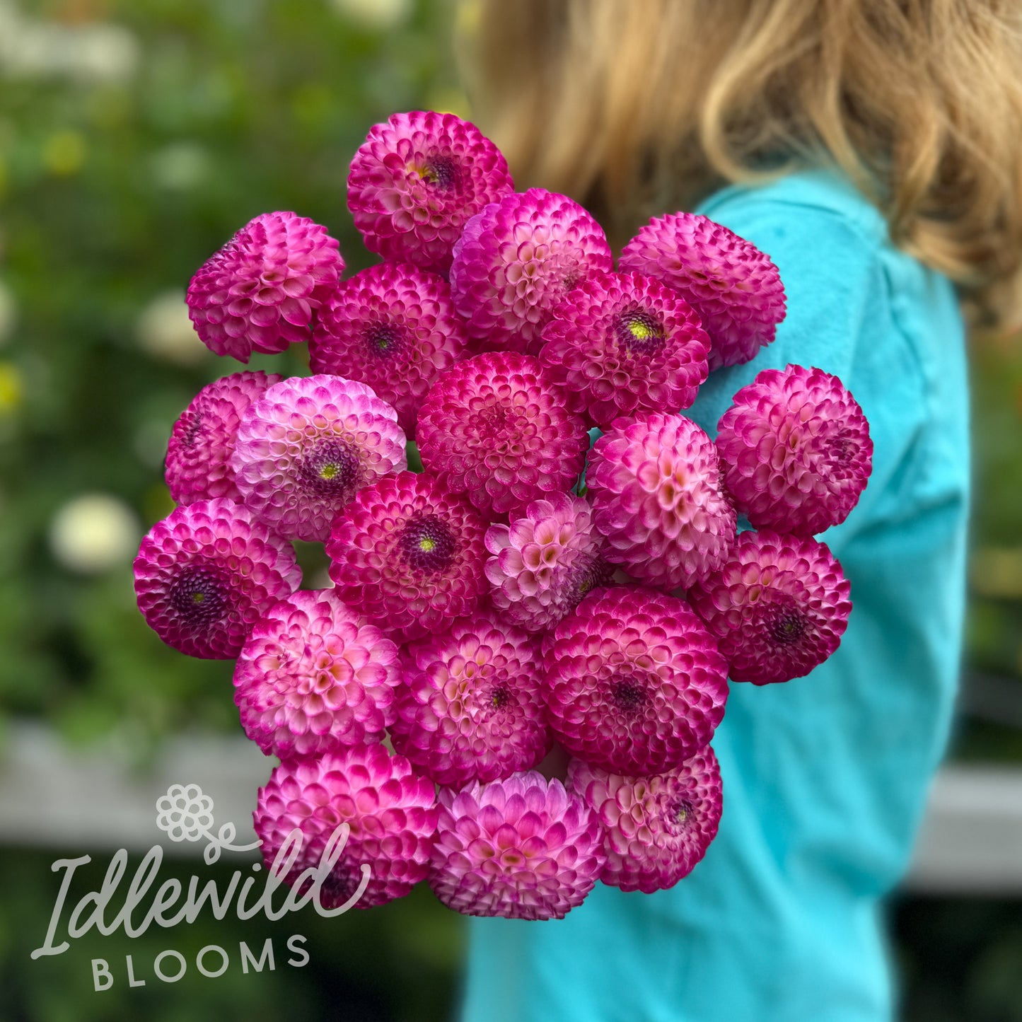 Irish Miss dahlia tubers, Irish Miss dahlia bouquets, Irish Miss dahlia bulbs