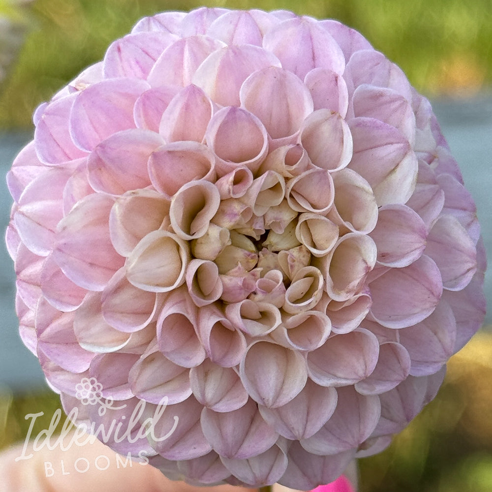 Irish Pinky dahlia tuber, Irish Pinky dahlia flower, Irish Pinky dahlia bulb