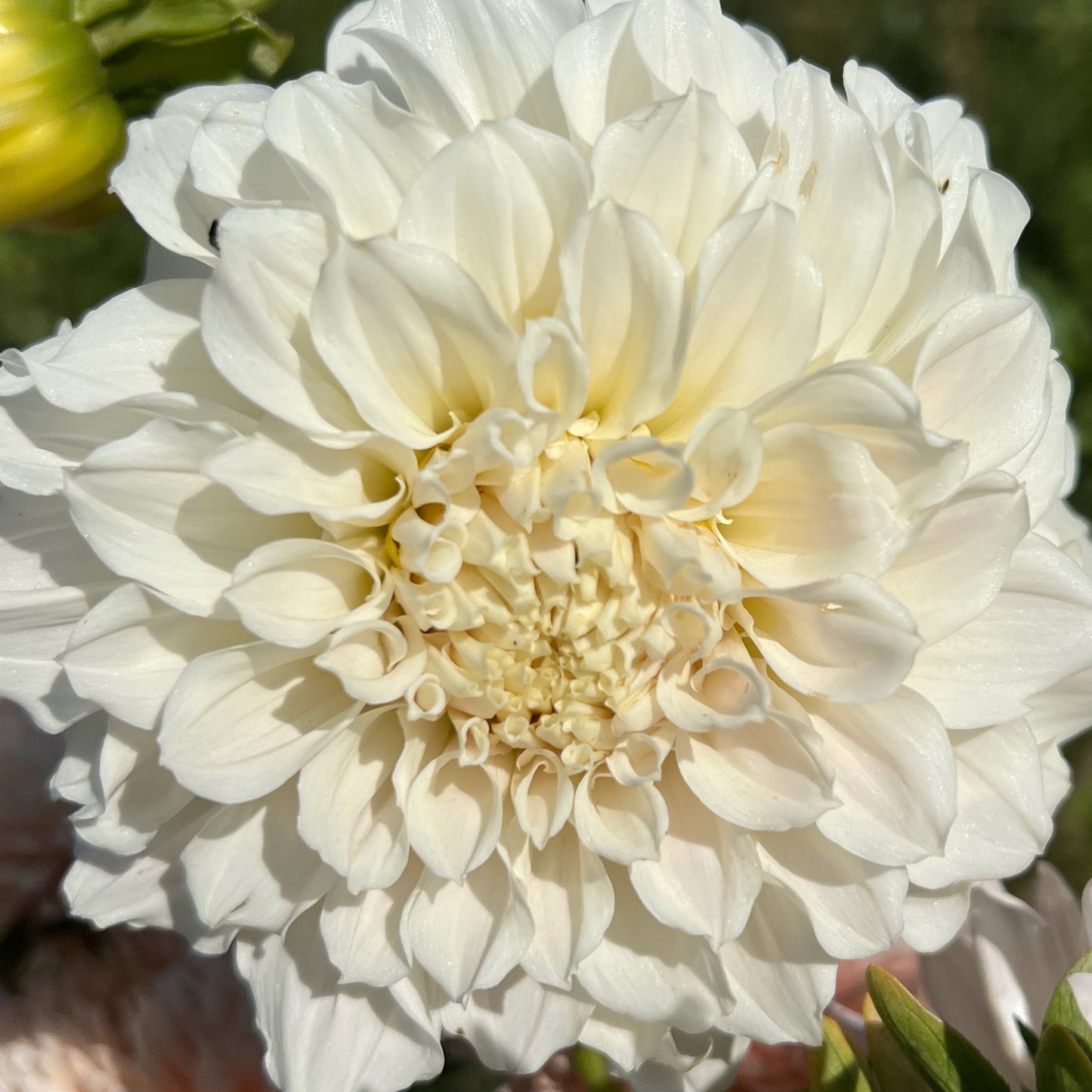 irish ruffles dahlia tuber bulb flower