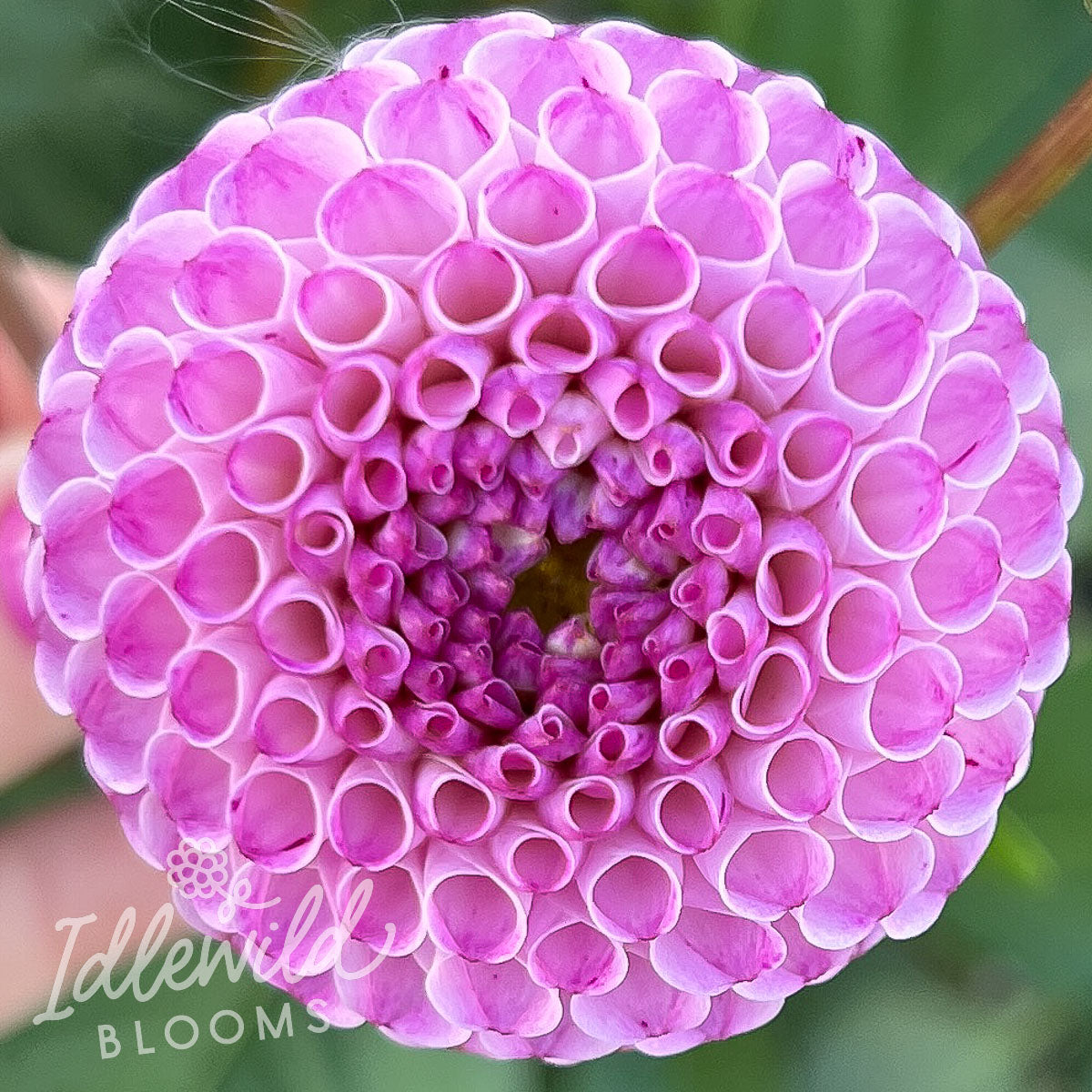 Irish Speckles dahlia tuber, Irish Speckles dahlia bulb, Irish Speckles dahlia flower