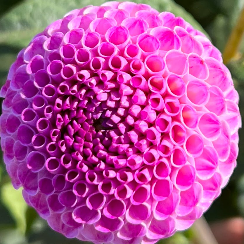 irish speckles dahlia tuber bulb flower