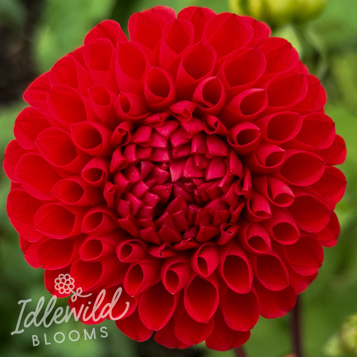 Irish Spice dahlia tuber, Irish Spice dahlia bulb, Irish Spice dahlia flower