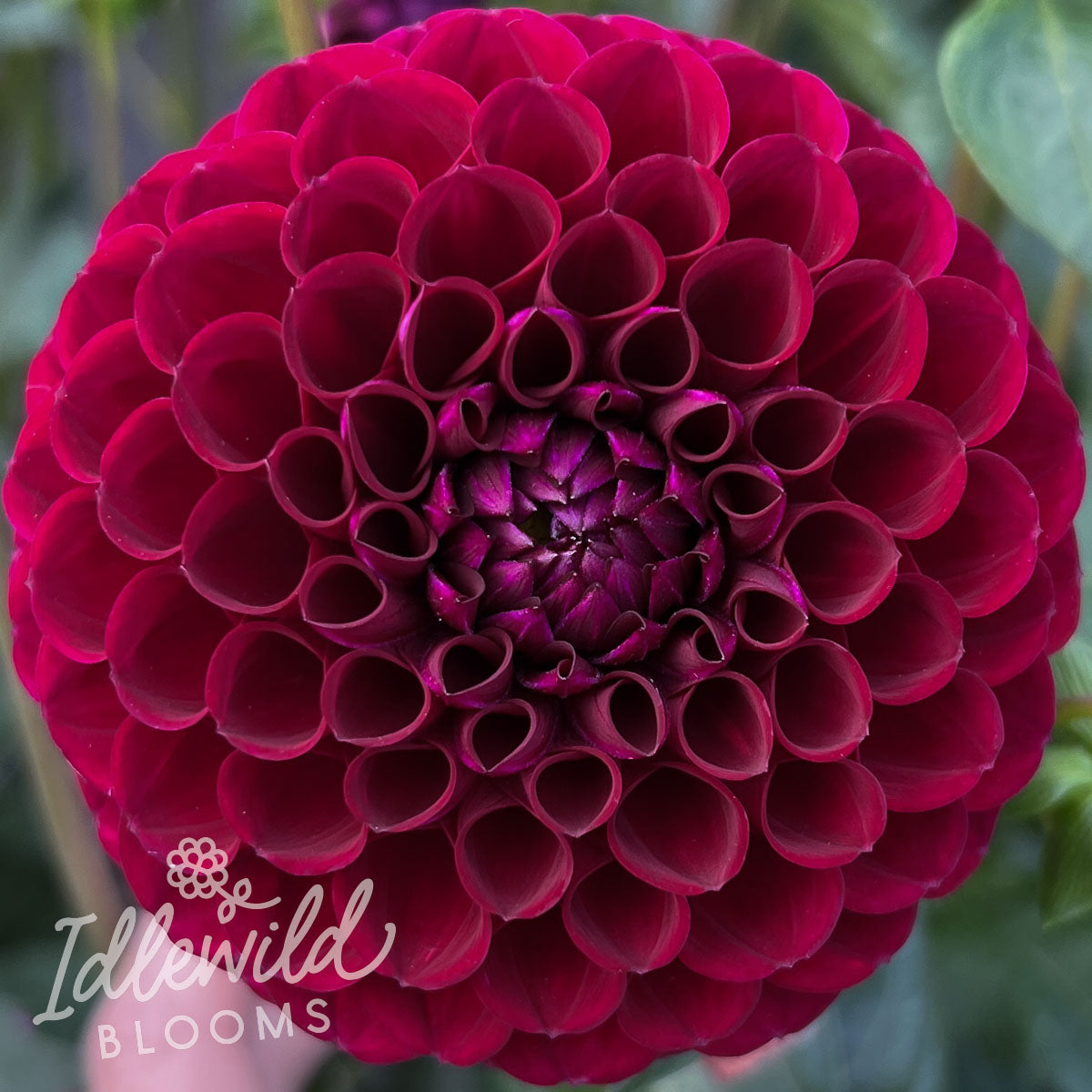 Ivanetti dahlia tubers, Ivanetti dahlia flower, Ivanetti dahlia bulb