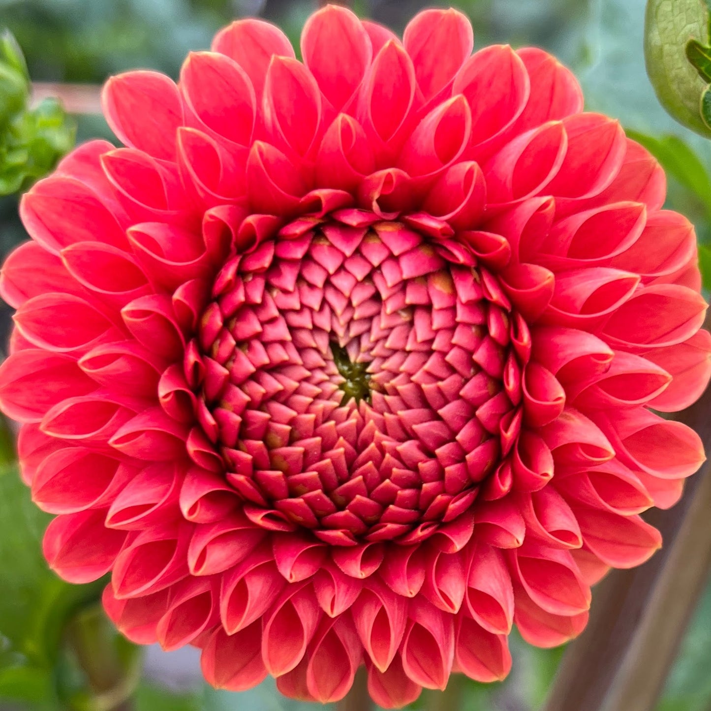 Jomanda dahlia tuber, Jomanda dahlia bulb, Jomanda dahlia flower