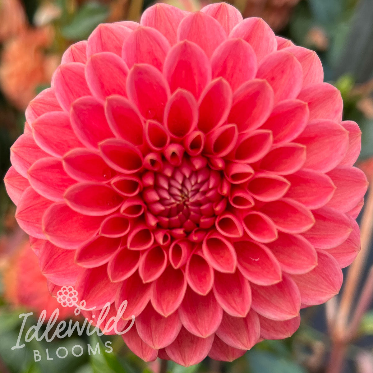 Jomanda dahlia bulb, Jomanda dahlia flower, Jomanda dahlia tuber