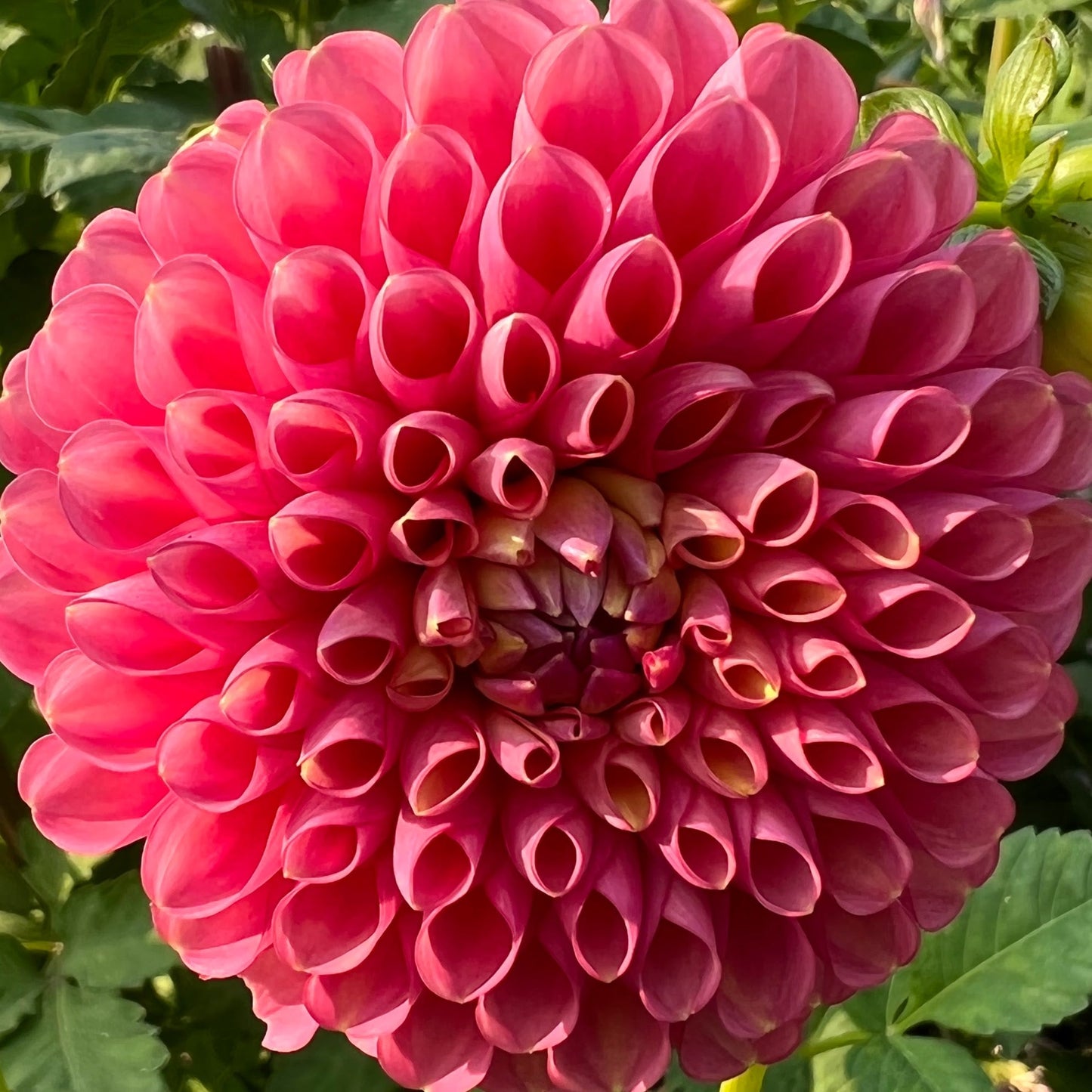 jowey frambo dahlia tuber bulb flower