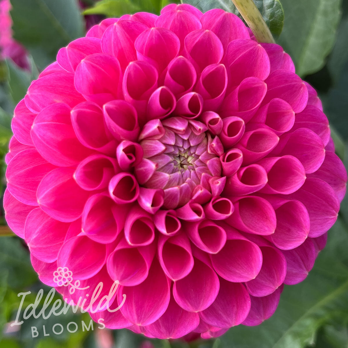 Jowey Frambo dahlia tuber, Jowey Frambo dahlia bulb, Jowey Frambo dahlia flower