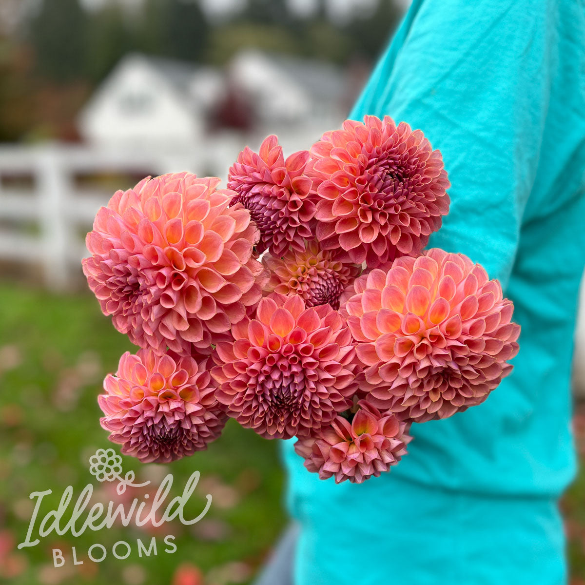 Jowey Winnie dahlia bouquet, Jowey Winnie dahlia tubers, Jowey Winnie dahlia flowers