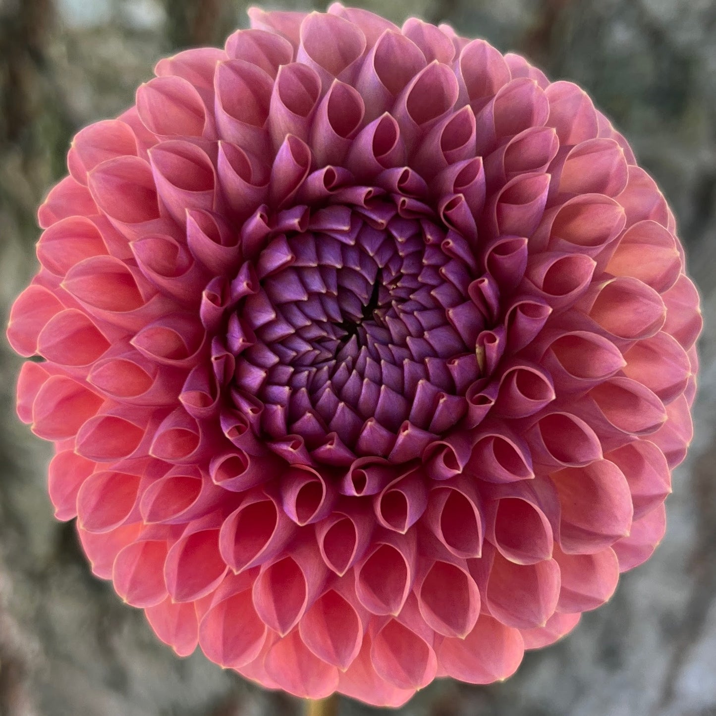 Jowey Winnie dahlia bulb, Jowey Winnie dahlia tuber, Jowey Winnie dahlia flower