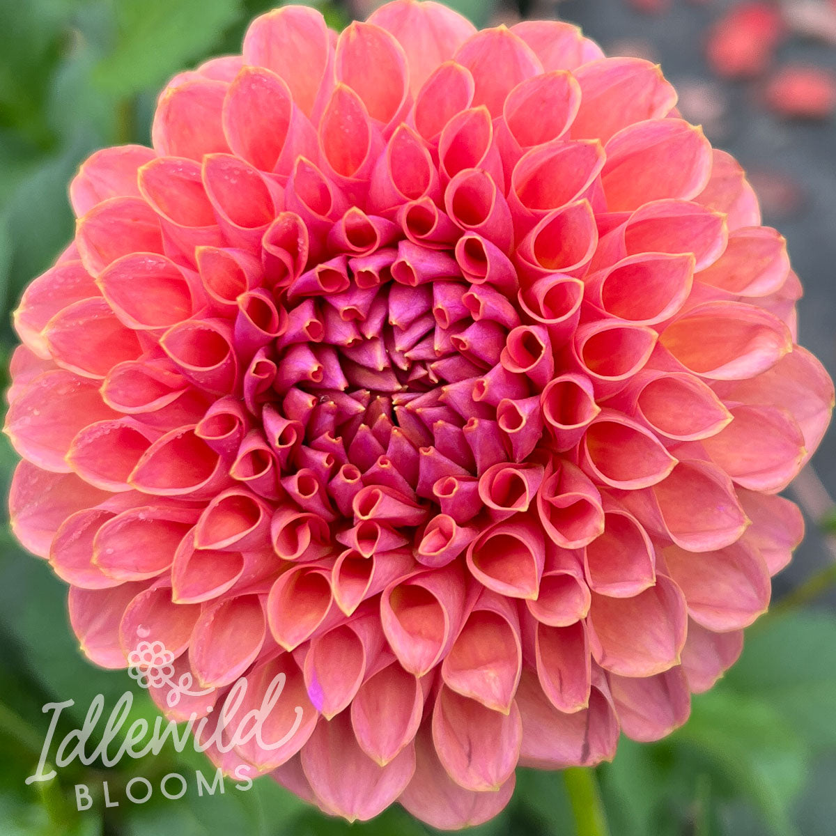 jowey winnie dahlia tuber, jowey winnie dahlia flower, jowey winnie dahlia bulb
