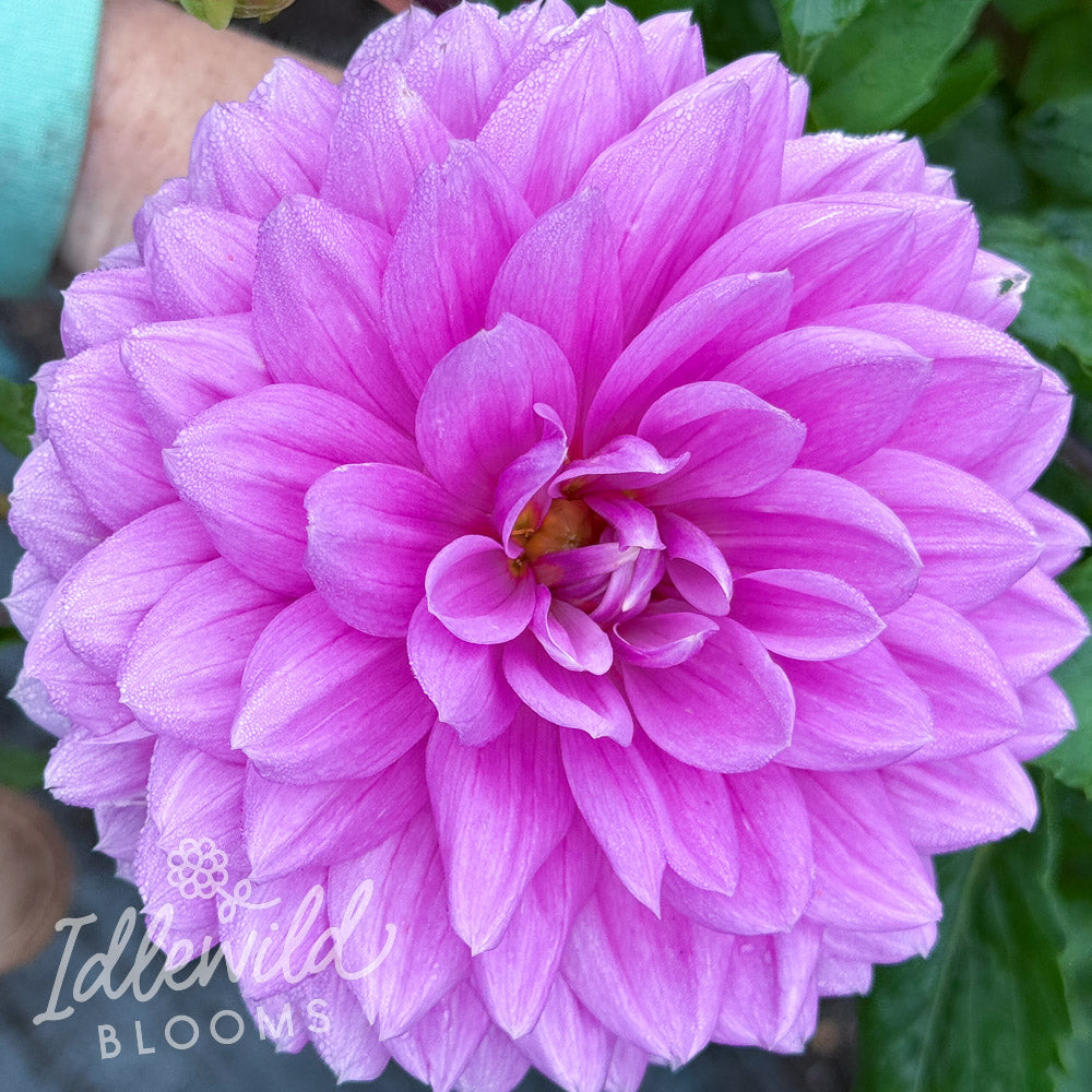 Kari Blue dahlia tuber, Kari Blue dahlia flower, Kari Blue dahlia bulb