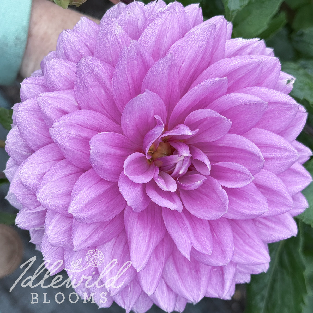 Kari Blue dahlia tuber, Kari Blue dahlia flower, Kari Blue dahlia bulb