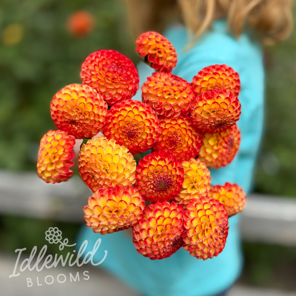 Kasasagi dahlia bouquet, Kasasagi dahlia tubers, Kasasagi dahlia bulbs