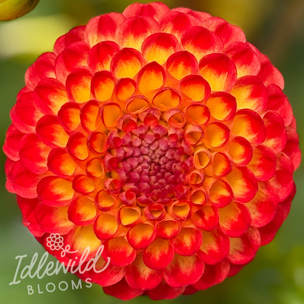 Kasasagi dahlia tuber, Kasasagi dahlia flower, Kasasagi dahlia bulb