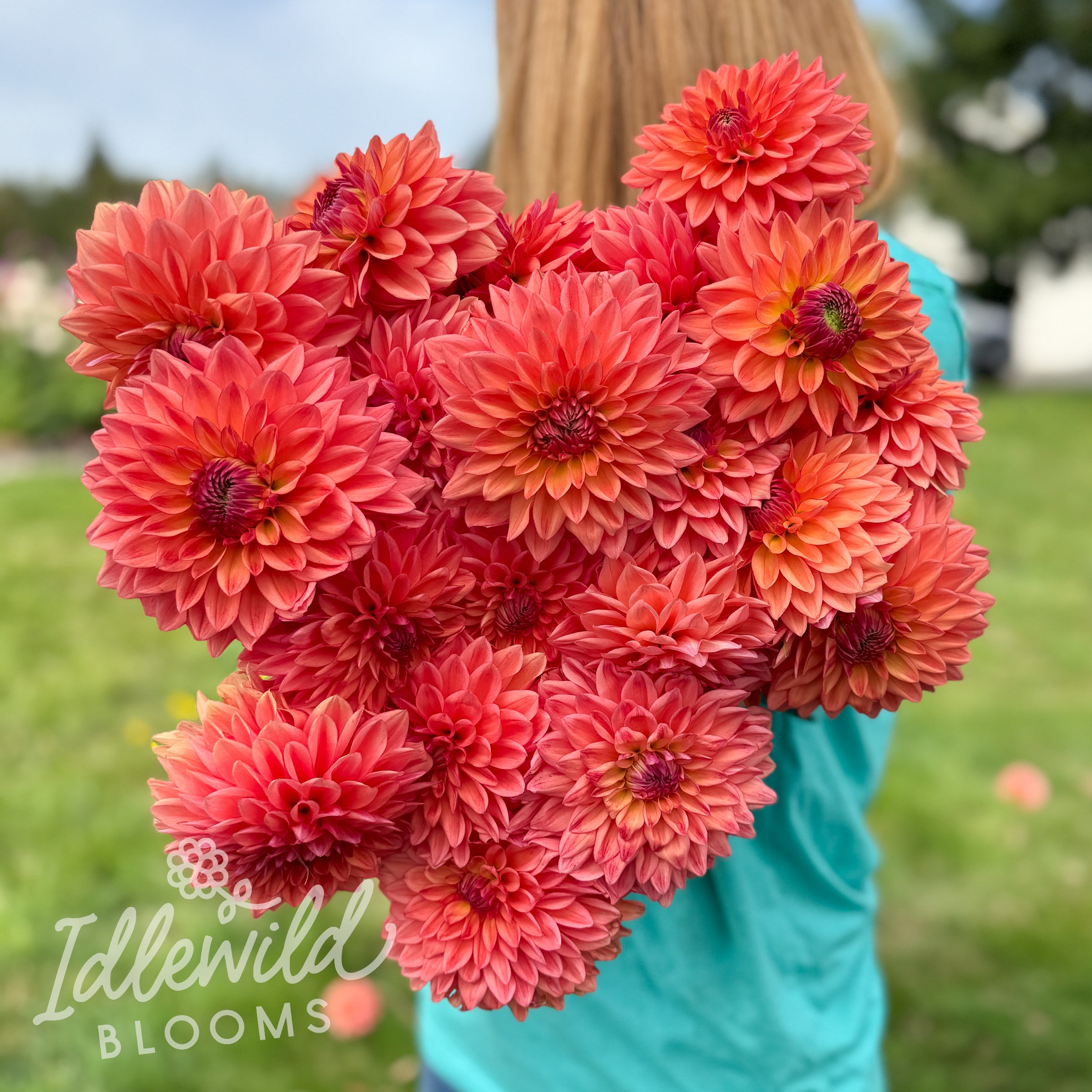 Katherine's Sunset – Idlewild Blooms