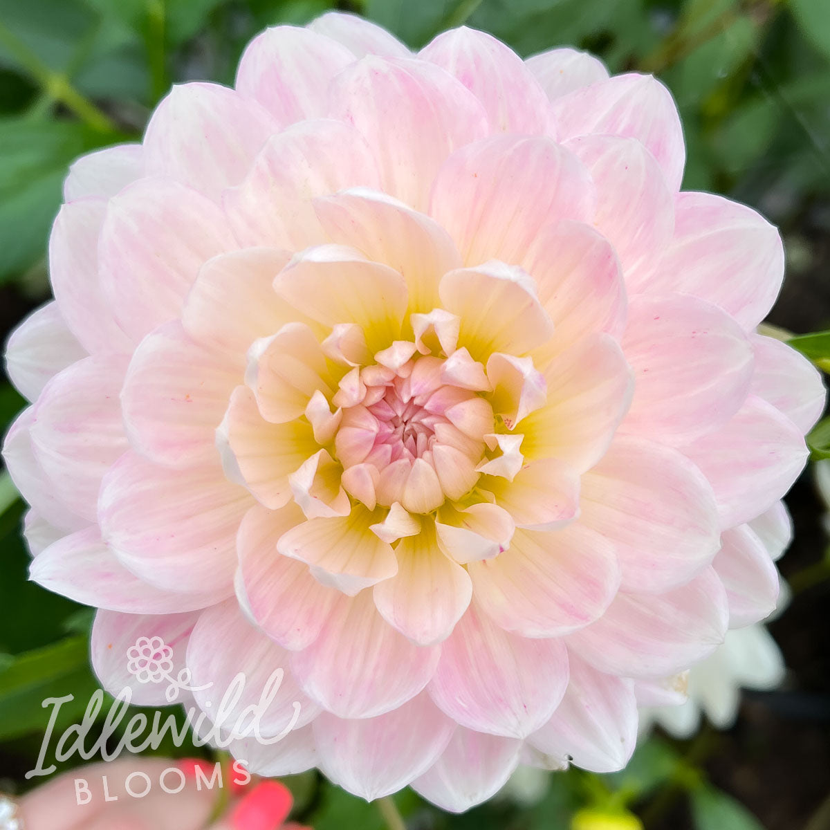 Kelgai Ann dahlia tuber, Kelgai Ann dahlia flower, Kelgai Ann dahlia bulb