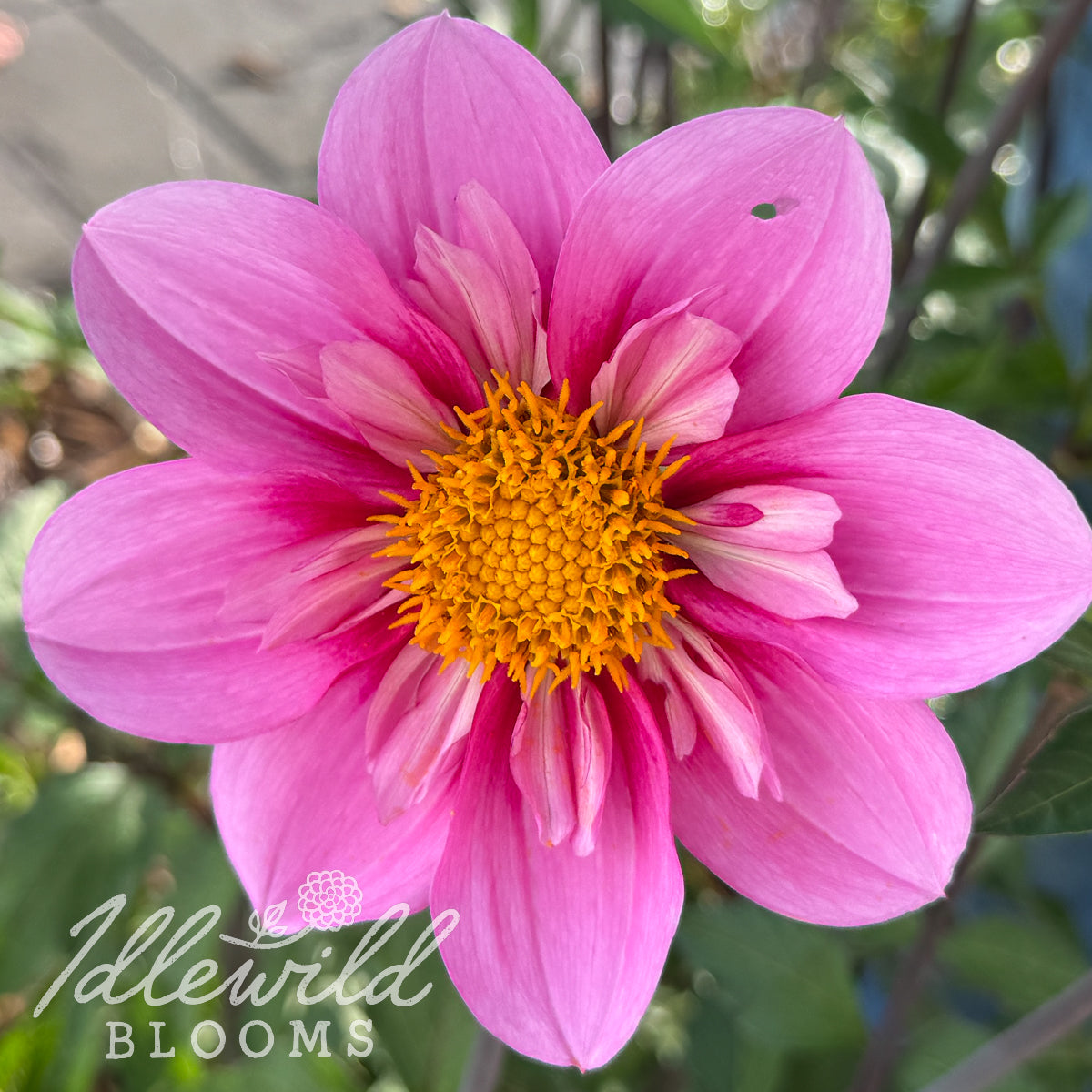 KLD Rose dahlia tuber, KLD Rose dahlia flower, KLD Rose dahlia bulb