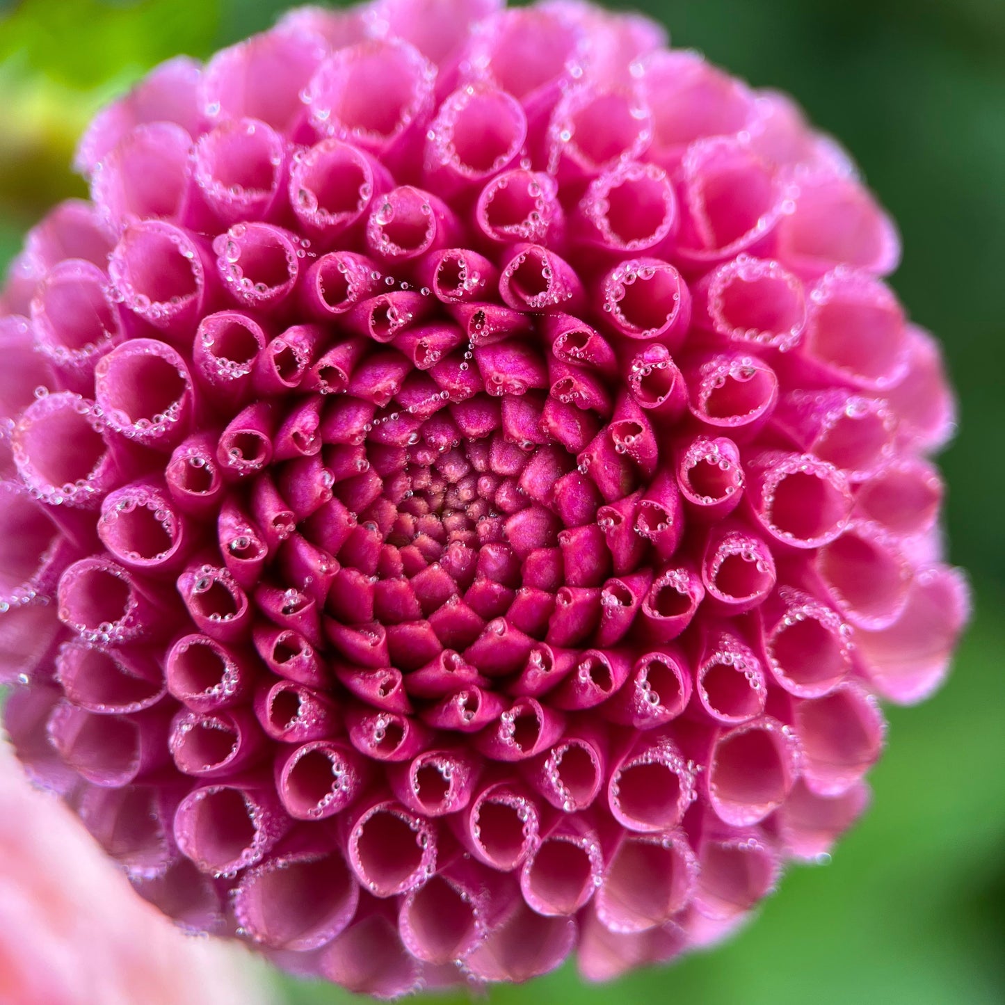 koko puff dahlia bulb flower tuber