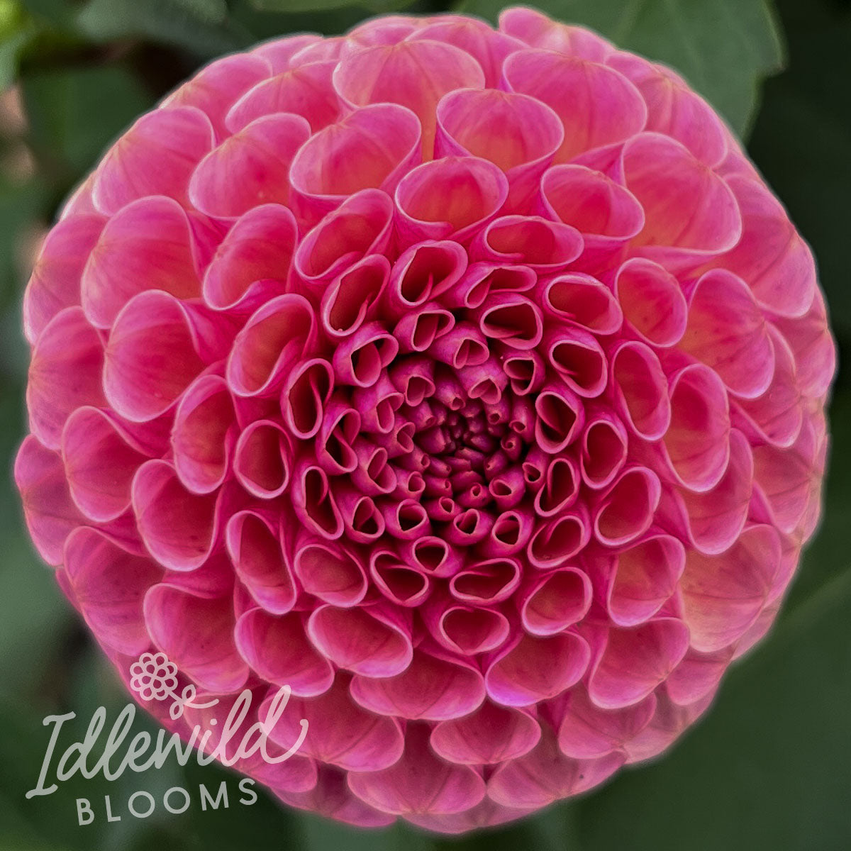 Koko Puff dahlia tubers, Koko Puff dahlia flowers, Koko Puff dahlia bulbs