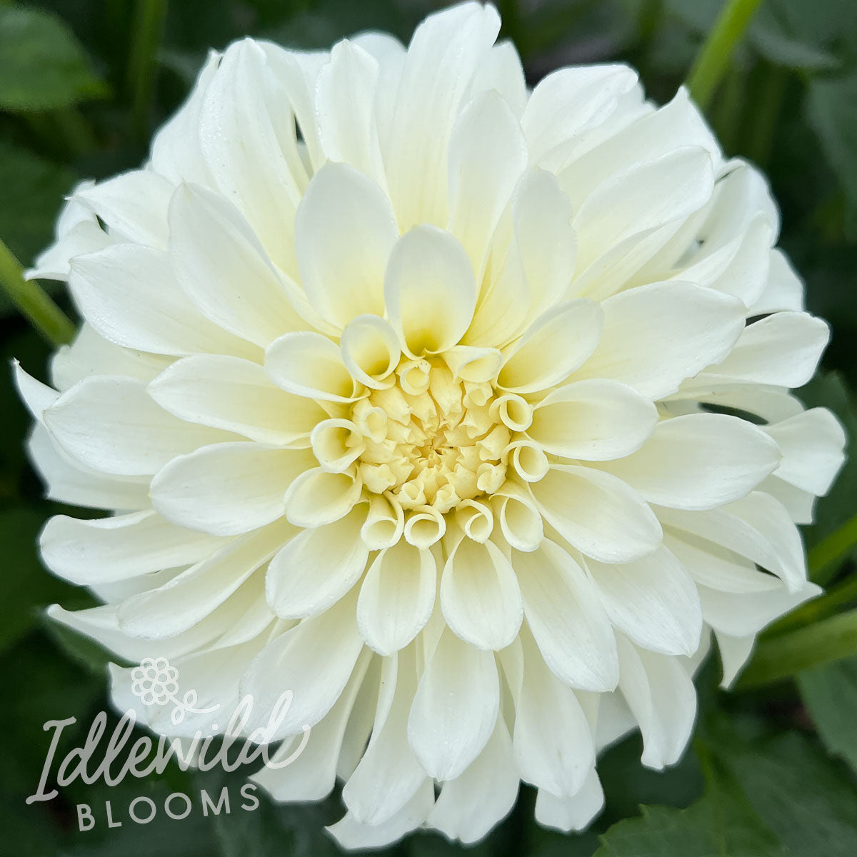 Korb River Bend Jean dahlia tuber, Korb River Bend Jean dahlia bulb, Korb River Bend Jean dahlia flower