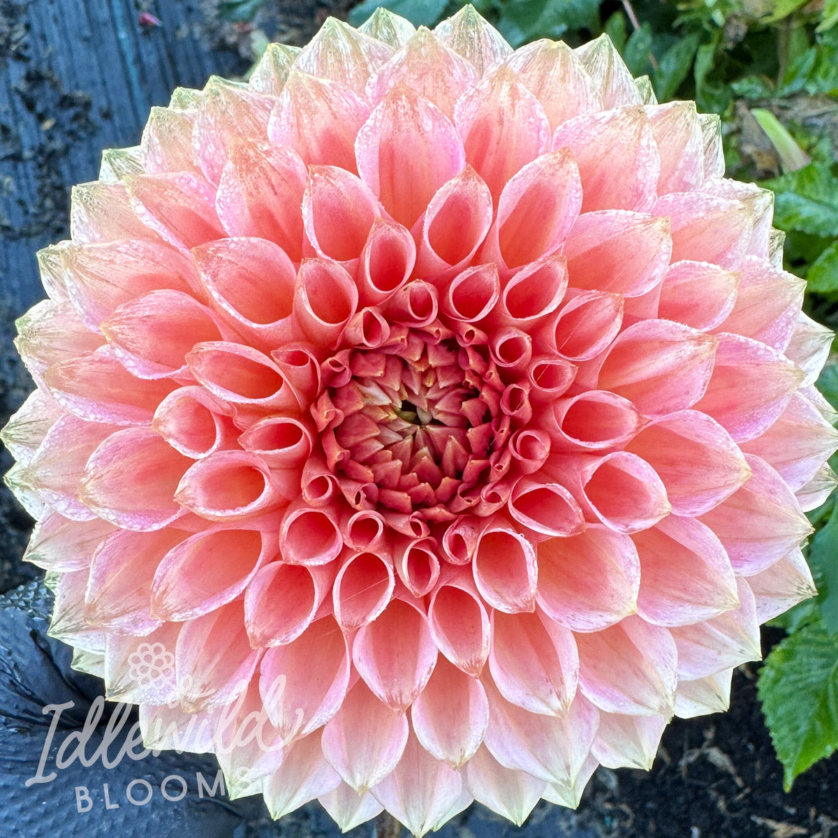 Lakeview Lady dahlia tuber, Lakeview Lady dahlia flower, Lakeview Lady dahlia bulb