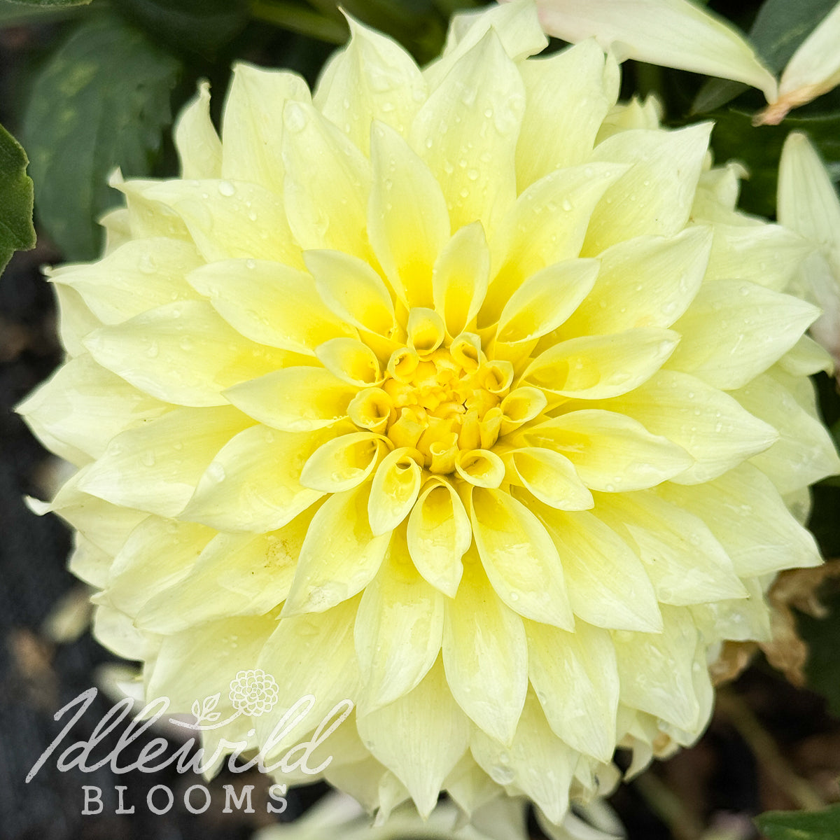 Lakeview Lemon Drop dahlia tuber, Lakeview Lemon Drop dahlia flower, Lakeview Lemon Drop dahlia bulb