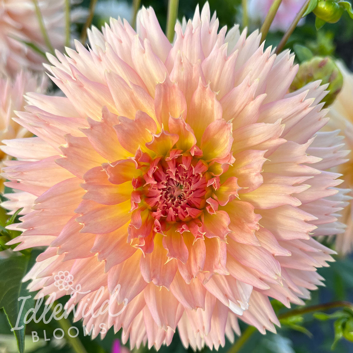 Lakeview Peach Fuzz dahlia tuber, Lakeview Peach Fuzz dahlia bulb, Lakeview Peach Fuzz dahlia flower