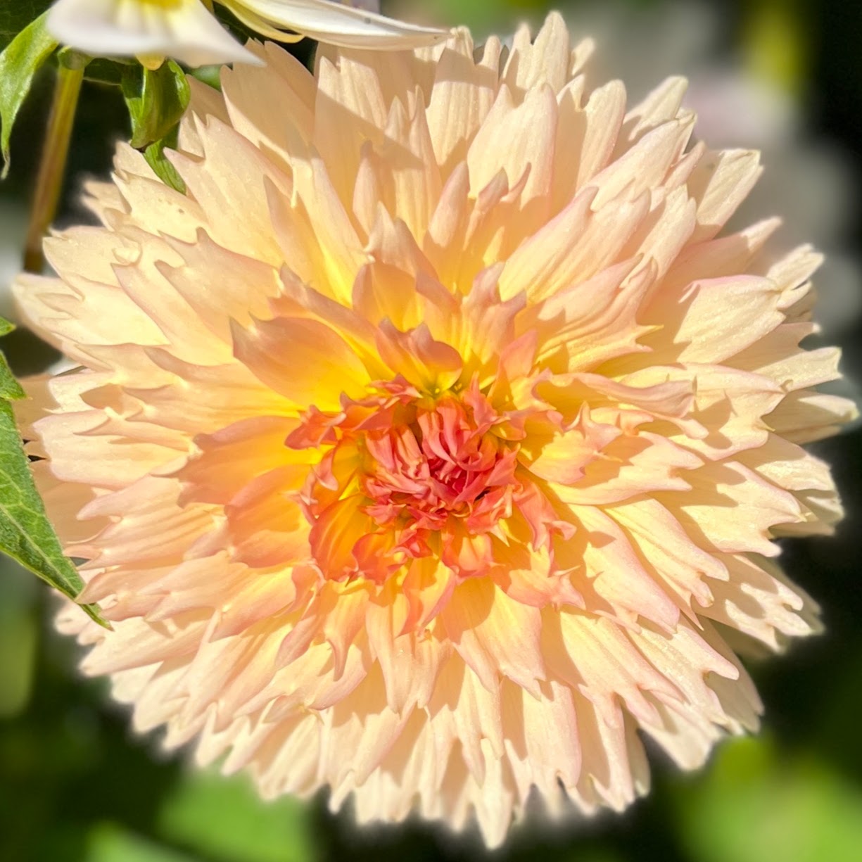 Lakeview Peach Fuzz dahlia tuber, Lakeview Peach Fuzz dahlia bulb, Lakeview Peach Fuzz dahlia flower