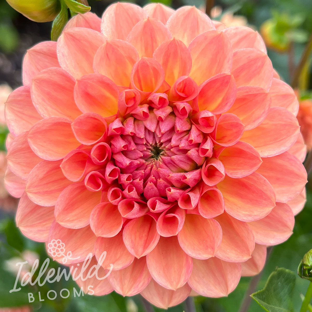 Lark's Ebbe dahlia tuber, Lark's Ebbe dahlia bulb, Lark's Ebbe dahlia flower