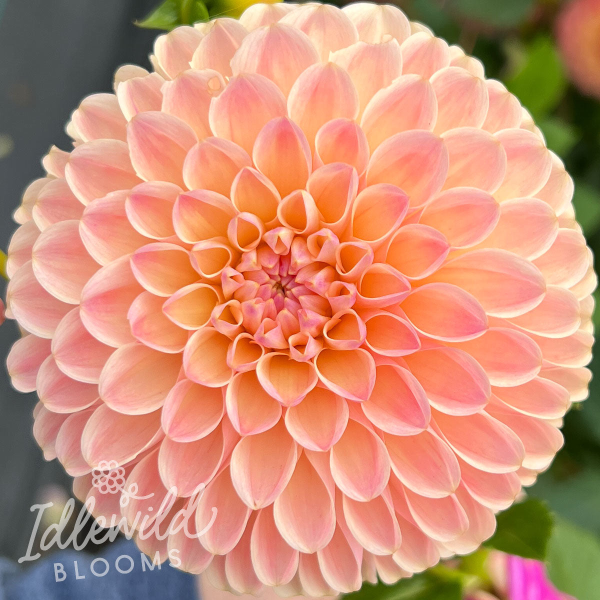 L.A.T.E. dahlia tuber, L A T E dahlia bulb, LATE dahlia flower